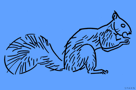 Zeichnung Eichhörnchen